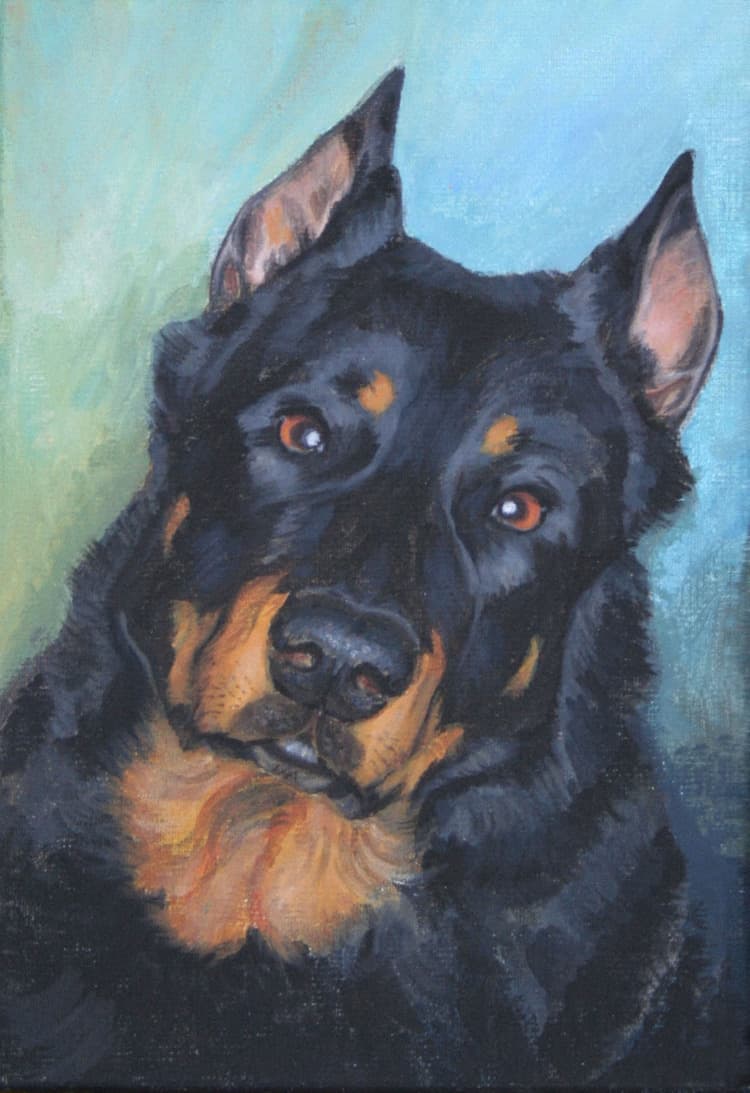 Dog Portrait